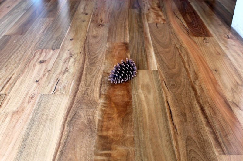 Spotted-Gum.jpg Spotted-Gum.jpg